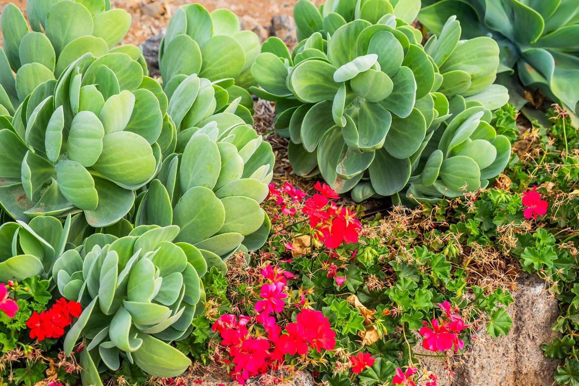 Tenerife Healing Garden Guia de Isora  Exterior photo